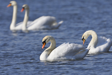 Obraz premium Höckerschwäne