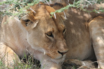 lion,tanzania