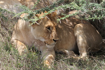 Naklejka na ściany i meble lion resting, Tanzania