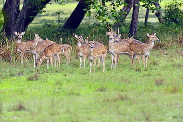 Spotted deer