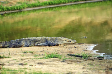 Crocodile