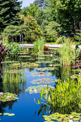 Lilly Pads and Cattails in Blue Lake