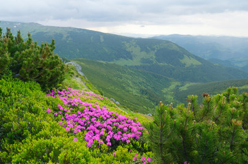 Summer landscape with flowers