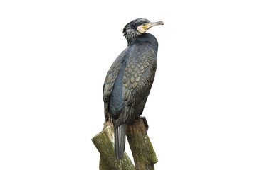 Great Cormorant 