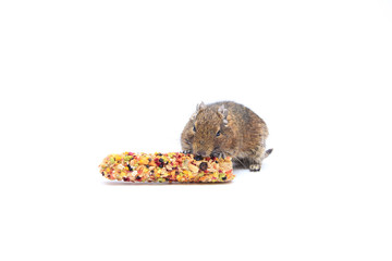 Chilean squirrel degu