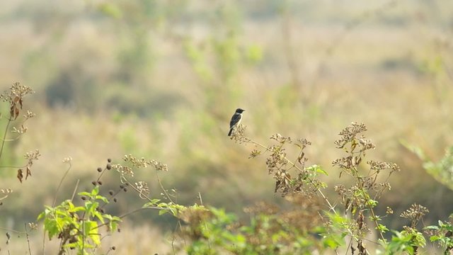 stonechat bird is staying on the top of the plant