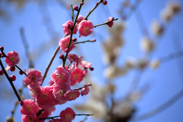 梅の花