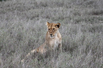 lion,tanzania