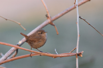 Eurasian wren