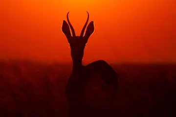 Abwaschbare Fototapete Südafrika Springbok