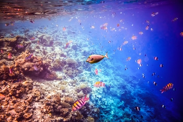 Tropical Coral Reef.