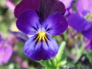 Fototapete bei efototapeten.de bestellen   