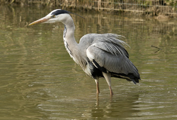 Grey Heron on the side of a lake