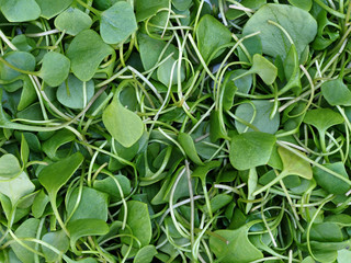 Watercress background