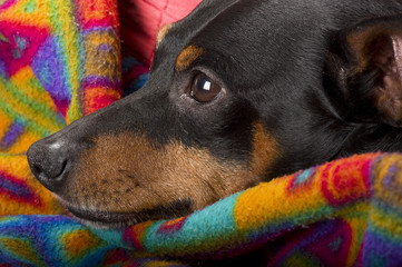 Portrait of a pinscher resting at home