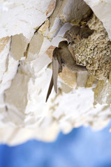 bird chicks