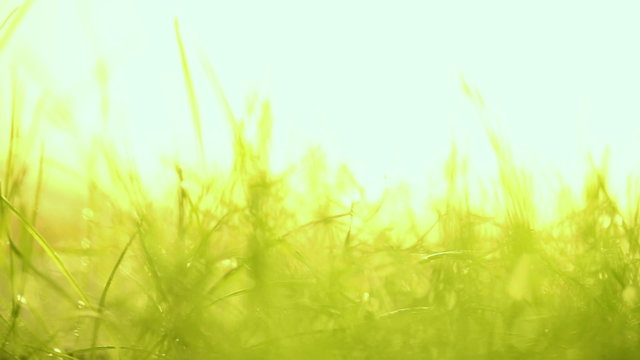 Macro slide motion of young grass