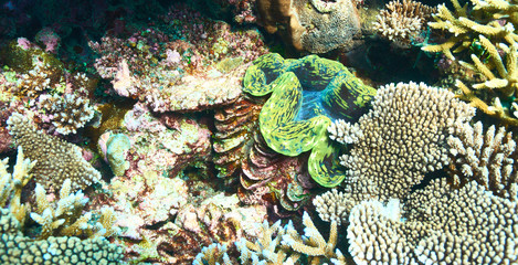 Giant clam at the tropical coral reef