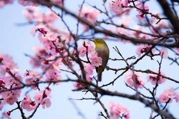 あんずの花とめじろ