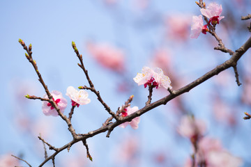 あんずの花と青空