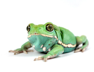 Waxy monkey frog(phyllomedusa sauvagii)