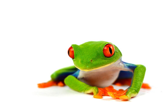 Callidrias Bilder Durchsuchen 272 Archivfotos, und