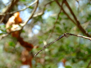 ホソミオツネントンボ