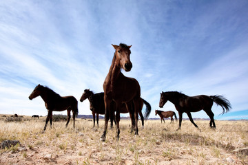 Fototapeta na wymiar Wild horses