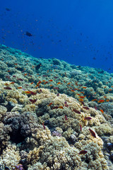 Naklejka na ściany i meble colorful coral reef in tropical sea- underwater
