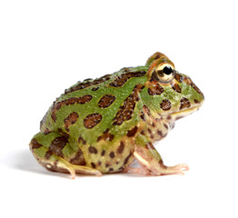 frog pacman(ceratophrys ornata)