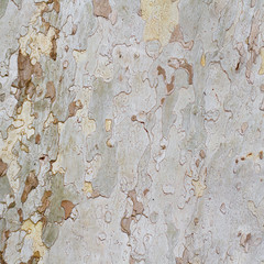 Plane tree bark background