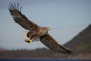 Soaring white-tailed eagle with catch
