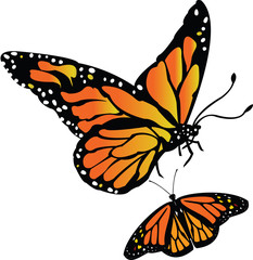 Monarch Butterfly