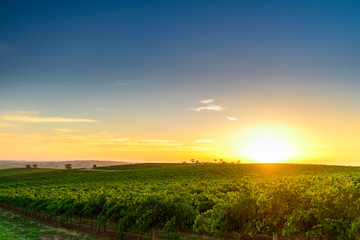 Obraz premium Dolina wina o zachodzie słońca w Barossa, Australia Południowa