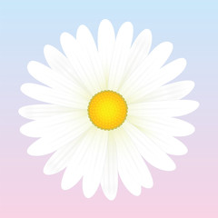 Daisy White Flower