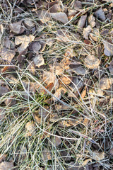 frozen plant