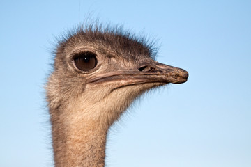 Ostrich