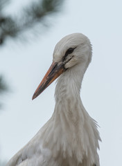 Portrait of a stork