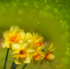 Yellow narcissus .