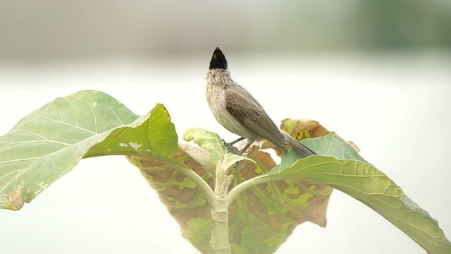 bulbul is standing on the plant shoot and fly away