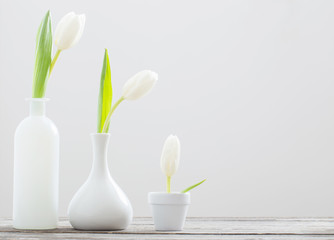 tulips on white background