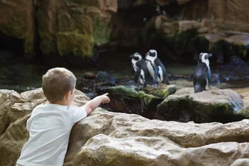 Garden poster Penguin Little boy looking at penguins