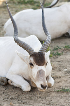Antelope Addax