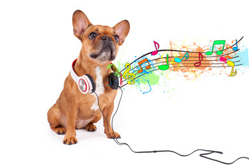 Hund lauscht der Musik
