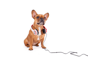 Bulldogge mit Kopfhörern - isoliert