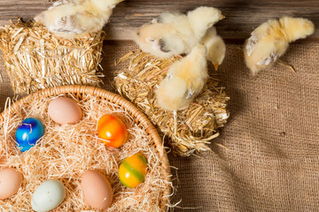 Fototapeta na wymiar Chicks with easter eggs in a easter nest.