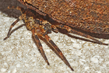 wolf spider