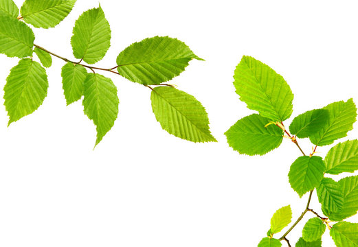 Fototapeta Green leaves isolated.