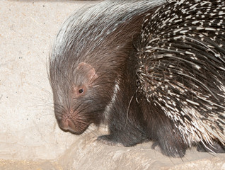 Cape porcupine