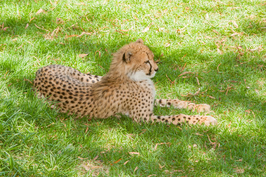 Cheetah relaxing in the shade